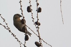 Loxia curvirostra