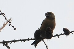 Loxia curvirostra