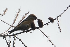 Loxia curvirostra