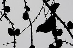 Loxia curvirostra