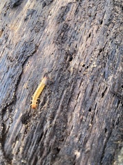 Dendroides canadensis