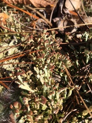 Cladonia peziziformis