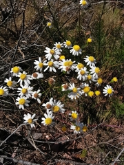 Senecio paniculatus