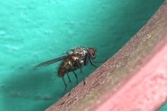 Diptera