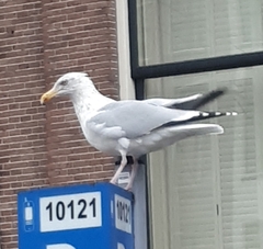 Larus argentatus
