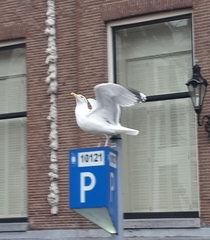 Larus argentatus