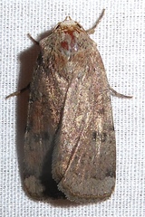 Abagrotis cupida