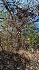 Chloroleucon mangense