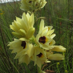 Eulophia welwitschii