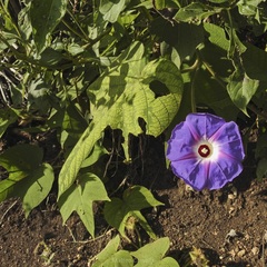 Ipomoea villifera