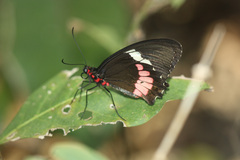 Parides
