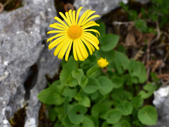 Doronicum columnae