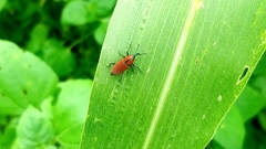 Rhodobaenus sanguineus