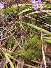 Prismatocarpus diffusus