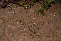 Eriogonum nudum nudum