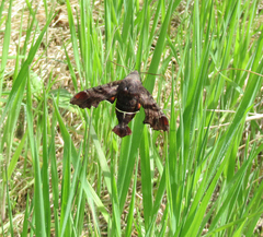 Amphion floridensis