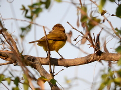 Chlorocichla flaviventris