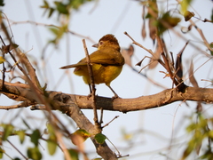 Chlorocichla flaviventris