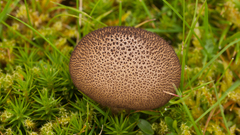 Lycoperdon nigrescens