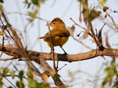 Chlorocichla flaviventris