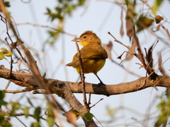 Chlorocichla flaviventris