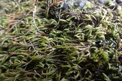 Scleropodium obtusifolium