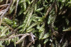 Scleropodium obtusifolium