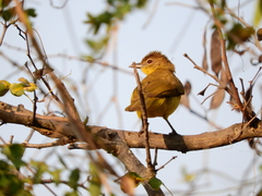 Chlorocichla flaviventris