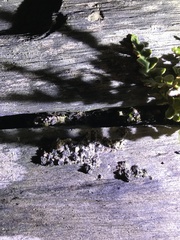 Megabunus diadema