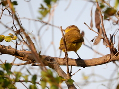 Chlorocichla flaviventris