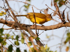 Chlorocichla flaviventris