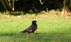 Acridotheres tristis