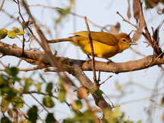 Chlorocichla flaviventris