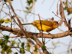 Chlorocichla flaviventris