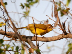Chlorocichla flaviventris