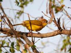 Chlorocichla flaviventris