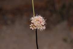 Eriogonum nudum nudum