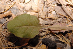 Eriogonum nudum nudum
