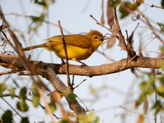 Chlorocichla flaviventris