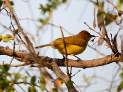 Chlorocichla flaviventris