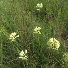 Eulophia welwitschii