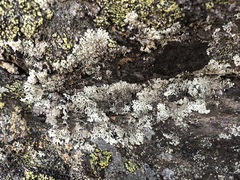 Arctoparmelia centrifuga