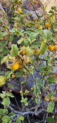 Solanum tomentosum