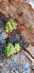 Crassula orbicularis