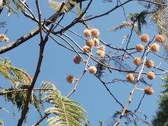 Leucaena esculenta