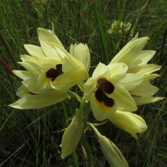 Eulophia welwitschii