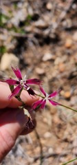 Dianthus bolusii