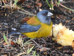 Phrygilus patagonicus