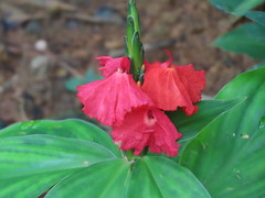 Chamaecostus lanceolatus