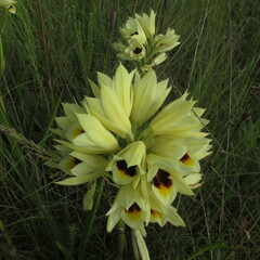 Eulophia welwitschii